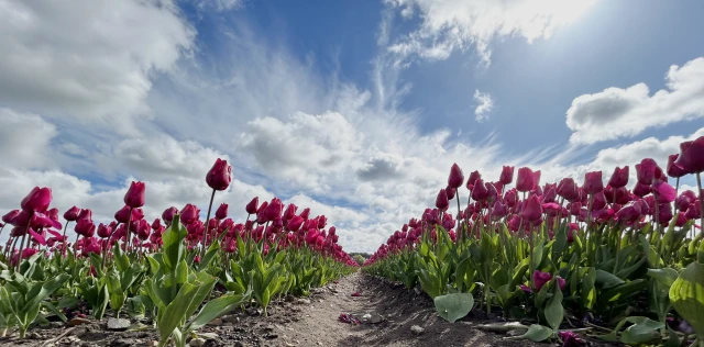 Tulips for Tapping