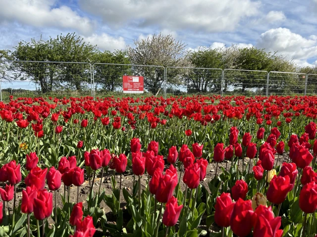 Tulips for Tapping